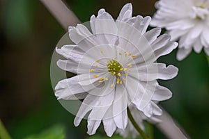 Wood Anemone nemorosa Multiplicity, a semi-double white flower